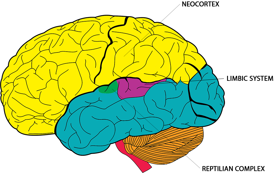 timeless marketing strategy limbic illustration of the brain representing different areas of processing and timeless marketing strategies using emotion